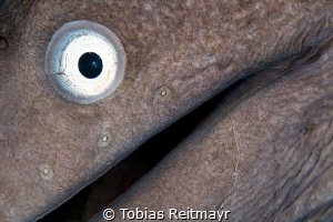 White Eye Moray, Tioman Island by Tobias Reitmayr 